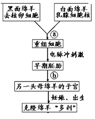 克隆羊多莉的原理是什么_克隆羊多莉的原理(3)