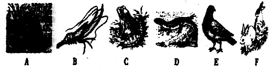 属于非生物因素的是 a.绿色植物 b.阳光 c