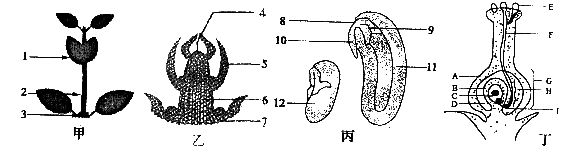 (1)甲图中的结构[1]是乙图中的]____发育来的,也是由丙图中的