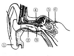 (1)耳的结构包括_________,_________,_________三部分