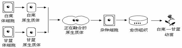 4,下面是"白菜-甘蓝"杂种植株的培育过程示意图,在提供的几种说法中不