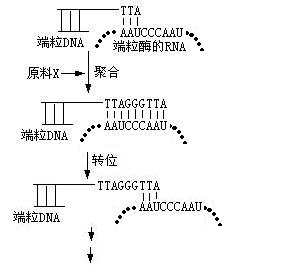 端粒是染色体末端的一种特殊结构,其dna末端含有由简单的串联重复序列