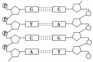 13.下图为dna分子的平面结构,虚线表示碱基间的氢键个数.请据图回答.