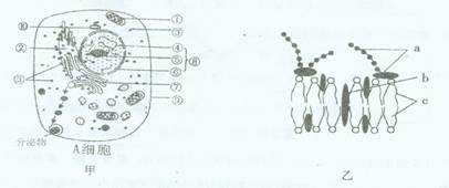 (10分)图甲是细胞的亚显微结构模式图,  图乙表示某种生物膜结构示意