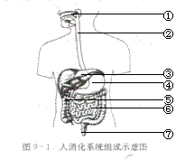 观察右图,在图中注出口腔,胃小肠的位置,并回答下列问题.