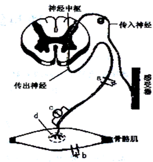 下图是反射弧结构模式图.a.b分别是放置在传出神经和骨骼肌上的电极.