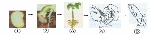 下图描述的是绿色植物--大豆的一生,根据图示回答问题(3)老师认为这几