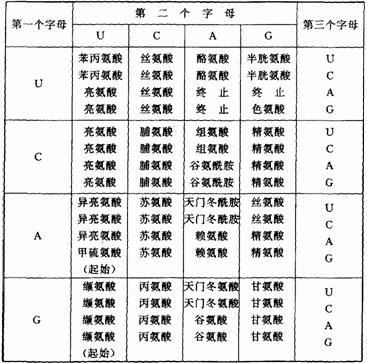 20种氨基酸的密码子表(3)在突变mrna中,密码165之后紧接的可能是什么