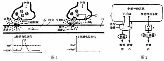 下图1是突触2抑制突触1兴奋传导的过程示意图.