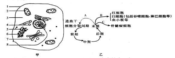 (1)若图甲为浆细胞,与b淋巴细胞相比:图中结构[   ]所含       有