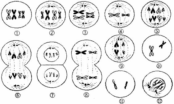 (12分)下面是某种动物细胞进行有丝分裂和减数分裂的部分图象,请据图