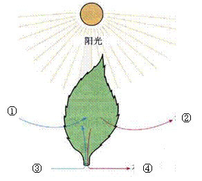 蒸腾作用等植物生理作用的原理解答实际问题吗 如移栽植物时.