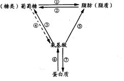 氨基酸必须通过______________作用才能转化成糖类和脂肪.