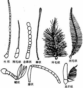 触角主要有丝状(如蝗虫,刚毛状(如蜻蜓,念珠状(如白蚁,棒状(如蝶类