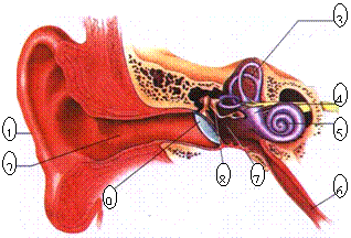 a半规管b前庭c耳蜗d咽鼓管