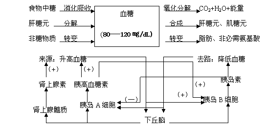 ( ):促进        (-):抑制影响血糖平衡的主要是血糖的来源,去路及