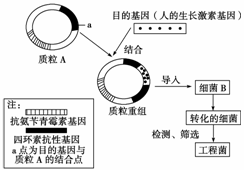 基因工程所用的遗传学原理是什么_幸福是什么图片(3)