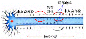 (3)    兴奋的传导过程:静息状态时,细胞膜电位 外正内负→受到刺激