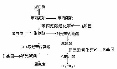 据图回答下列问题(1)从感受器到效应器的反射的途径可能是 或