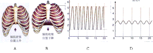 20,以下四幅图,能表示剧烈运动时呼吸频率的图是