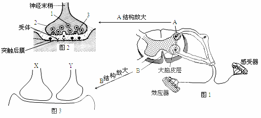 下图是一个反射弧和突触的结构示意图.根据图示