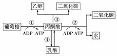 生物体内葡萄糖分解代谢过程的图解如下