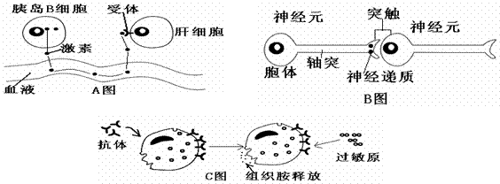 (1)a图中的激素合成到分泌所经过的细胞器有(2分).