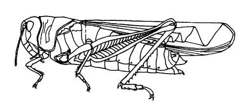 蝗虫的外部形态