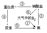 33(8分)右图为氮循环示意图.   