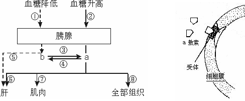 在下图中.左图所示人体内血糖调节的部位图解.图中a.