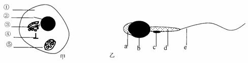 ③       ;④      ;⑤       ; (3)精子细胞与精子在形态,结构