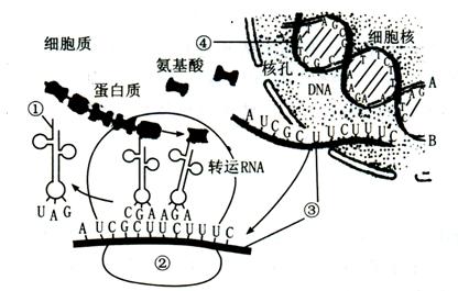 (1)转录的模板是]中的一条链,该链的相应段碱基顺序是.