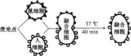 属于人口细胞_工作细胞血小板图片