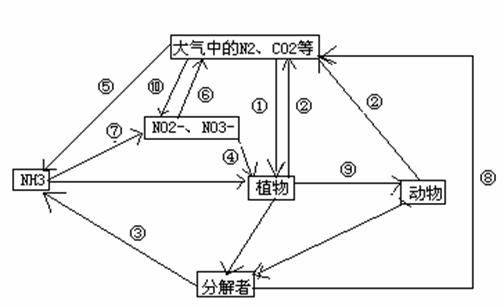 36,(每空1分,共10分)若下图为自然界氮循环示意图请回答