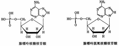 8868体育网页版登录研究揭示黑磷对胰腺癌的癌相关成纤维细胞异质性