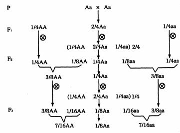 解析  依据分离规律写出杂合体自交3代的遗传图:如图8-3.