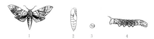 3,右图是菜粉蝶发育过程中的四个时期的示意图:请分析回答