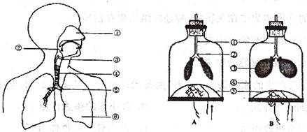 (4分)下图是人体呼吸系统组成及人呼吸过程中膈和肺的变化示意模型