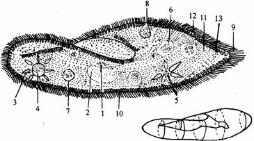 纤毛 10.刺丝泡 11.内质 12.外质 13.表膜尾草履虫的