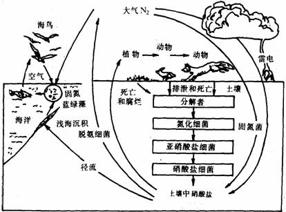 ①大气固氮:氮的化学性质很不活泼,但在闪电和宇宙射线产生的高能