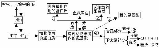 下图所示为人体体温调节示意图.请根据下图回答有关