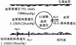 红细胞内外的水平衡,维持红细胞正常形态;血浆与组织液胶体渗透压不等