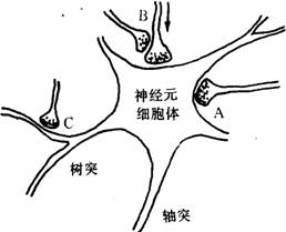 突触类型a.轴突与胞体相接触 b.轴突与轴突相接触 c.