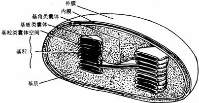 叶绿体结构示意图