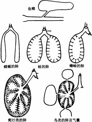 脊椎动物肺脏发展的几个阶段