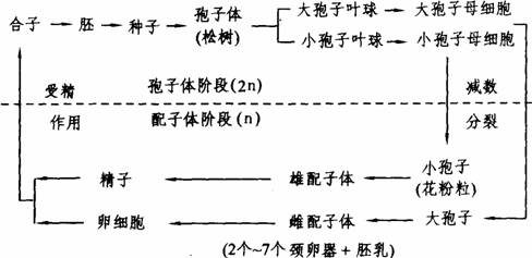 (1)以松树为例,其生活史过程可表示如下图所示:裸子植物是介于蕨类和