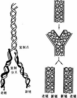 dna半保留复制的证实 dna半保留复制