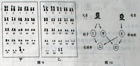 (2010日照)35(8分)图9为男女体细胞的成对染色体