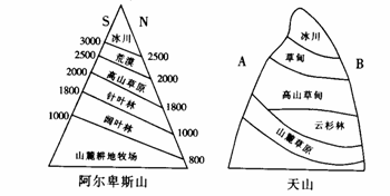 读"阿尔卑斯山,天山,喜马拉雅山的垂直自然带分布图",回答下列问题