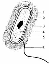 下图为细菌结构模式图,据图回答问题:试题详情4是_______________ , 5